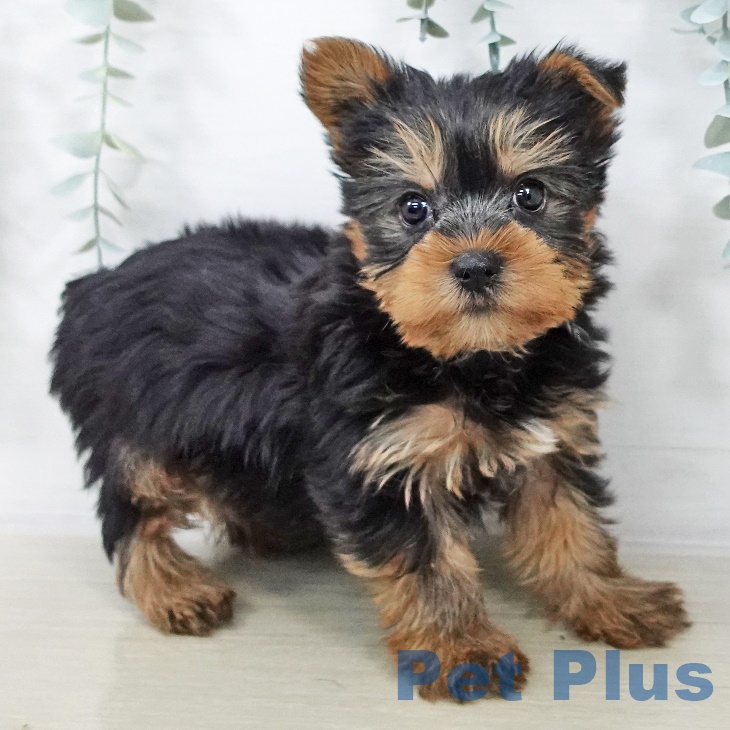 長野県のヨークシャーテリア (ペットプラス 松本店/2025年8月31日生まれ/男の子/スチールブルータン)の子犬の1枚目の画像