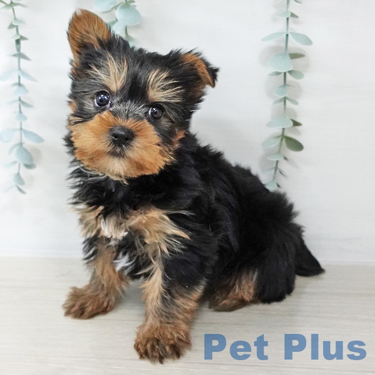 長野県のヨークシャーテリア (ペットプラス 松本店/2025年8月31日生まれ/男の子/スチールブルータン)の子犬の2枚目の画像