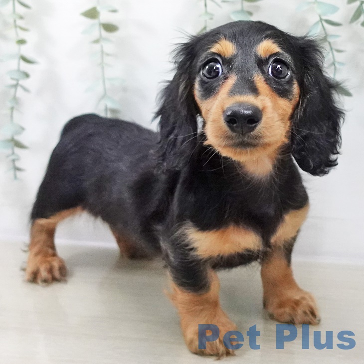 青森県のカニンヘンダックスフンド(ロング) (ペットプラス 青森浜田店/2025年9月1日生まれ/男の子/ブラックタン)の子犬の1枚目の画像