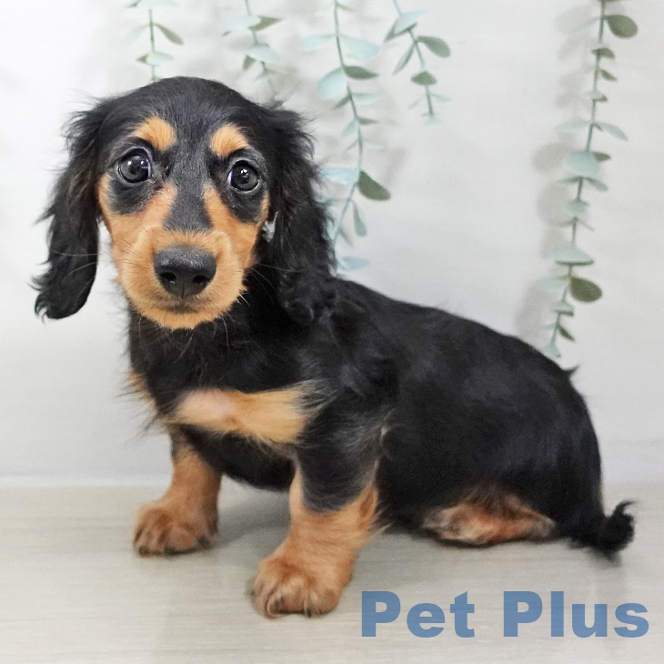 青森県のカニンヘンダックスフンド(ロング) (ペットプラス 青森浜田店/2025年9月1日生まれ/男の子/ブラックタン)の子犬の2枚目の画像