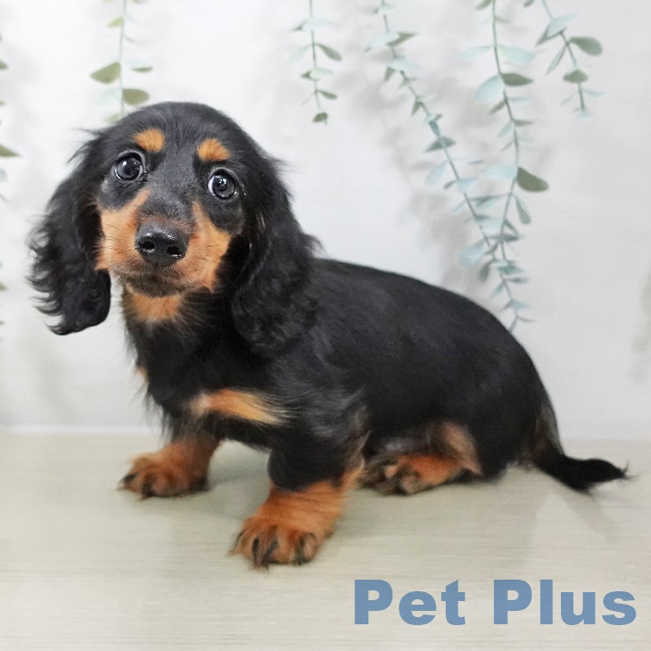 宮城県のカニンヘンダックスフンド(ロング) (ペットプラス 仙台泉大沢店/2025年8月30日生まれ/男の子/ブラックタン)の子犬の1枚目の画像