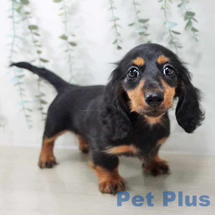 宮城県のカニンヘンダックスフンド(ロング) (ペットプラス 仙台泉大沢店/2025年8月30日生まれ/男の子/ブラックタン)の子犬の2枚目の画像