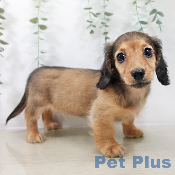 千葉県のカニンヘンダックスフンド(ロング) (ペットプラス 八千代緑が丘店/2025年8月30日生まれ/女の子/レッド)の子犬の1枚目の画像
