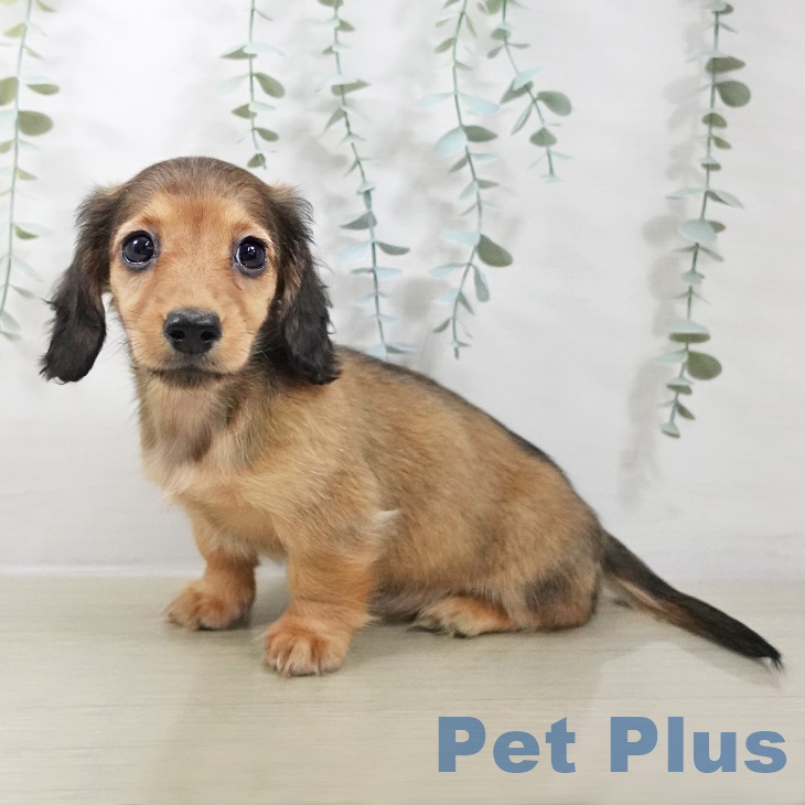 千葉県のカニンヘンダックスフンド(ロング) (ペットプラス 八千代緑が丘店/2025年8月30日生まれ/女の子/レッド)の子犬の2枚目の画像