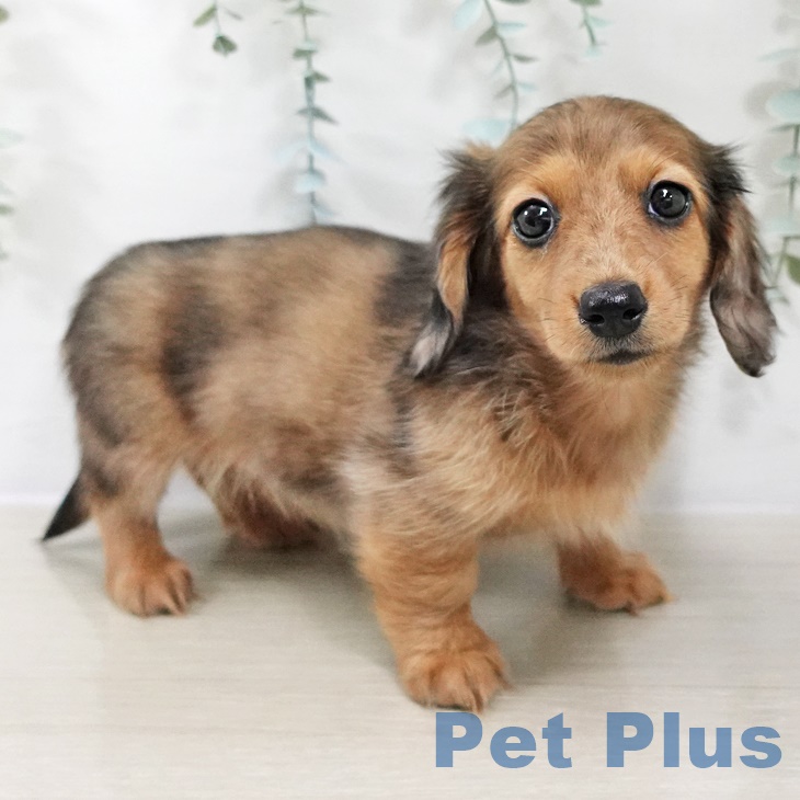 群馬県のカニンヘンダックスフンド(ロング) (ペットプラス イオンモール太田店/2025年8月30日生まれ/女の子/レッドダップル)の子犬の1枚目の画像