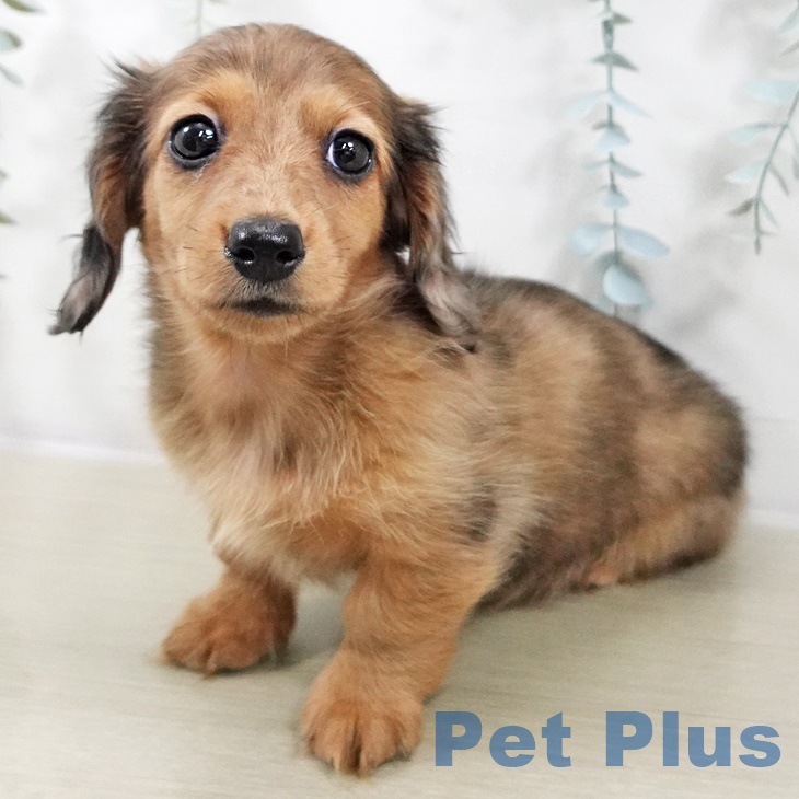 群馬県のカニンヘンダックスフンド(ロング) (ペットプラス イオンモール太田店/2025年8月30日生まれ/女の子/レッドダップル)の子犬の2枚目の画像