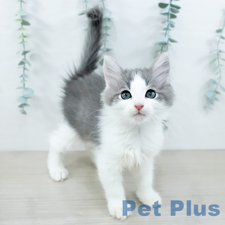 ノルウェージャンフォレストキャット