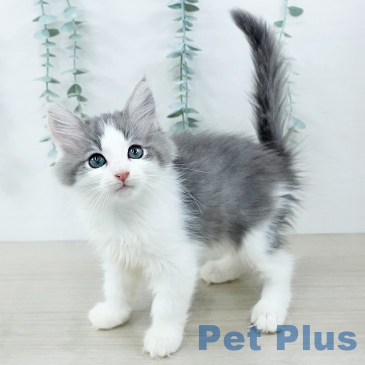 ノルウェージャンフォレストキャット