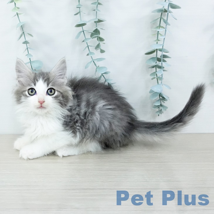埼玉県のノルウェージャンフォレストキャット (ペットプラス 川口店/2025年8月20日生まれ/男の子/ブルータビーホワイト)の子猫の1枚目の画像