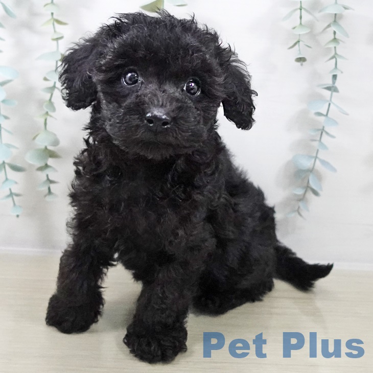 山形県のトイプードル(トイ) (ペットプラス 天童店/2025年9月2日生まれ/男の子/ブラック)の子犬の1枚目の画像