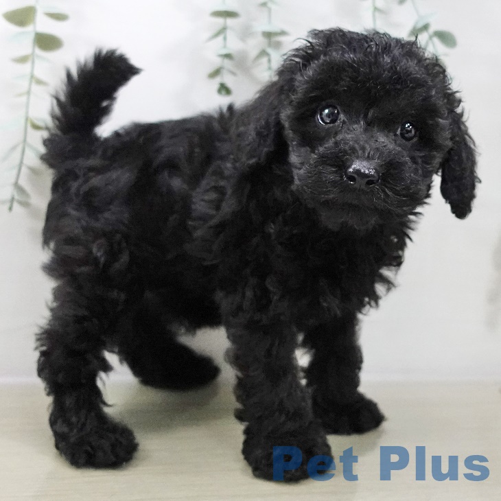 山形県のトイプードル(トイ) (ペットプラス 天童店/2025年9月2日生まれ/男の子/ブラック)の子犬の2枚目の画像