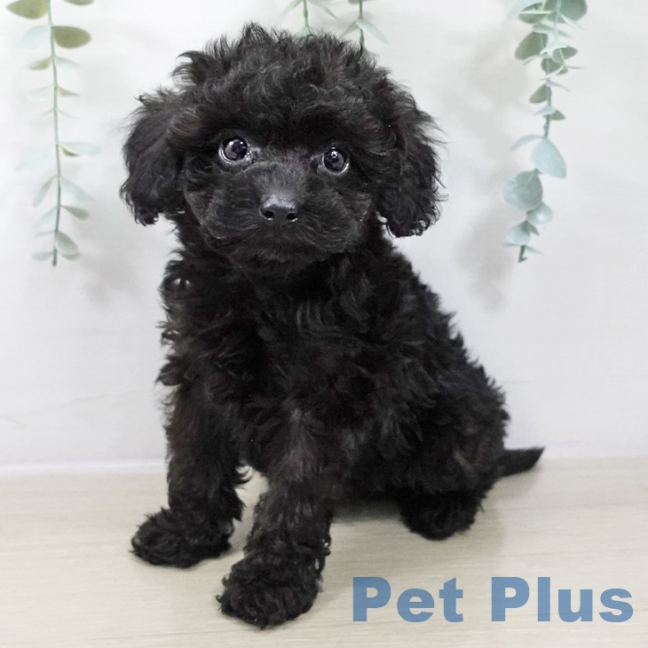 東京都のトイプードル(トイ) (ペットプラス 板橋店/2025年9月2日生まれ/男の子/ブラック)の子犬の1枚目の画像