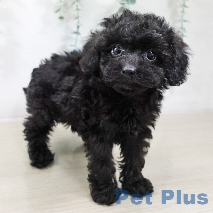 東京都のトイプードル(トイ) (ペットプラス 板橋店/2025年9月2日生まれ/男の子/ブラック)の子犬の2枚目の画像
