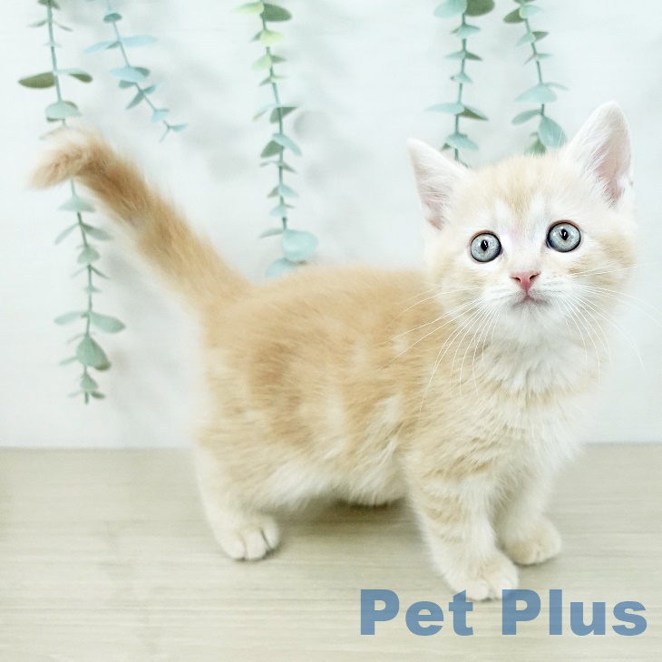 神奈川県のスコティッシュフォールド (ペットプラス 新百合丘店/2025年9月3日生まれ/男の子/クリームタビーホワイト)の子猫の2枚目の画像