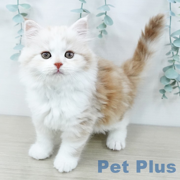 スコティッシュフォールド