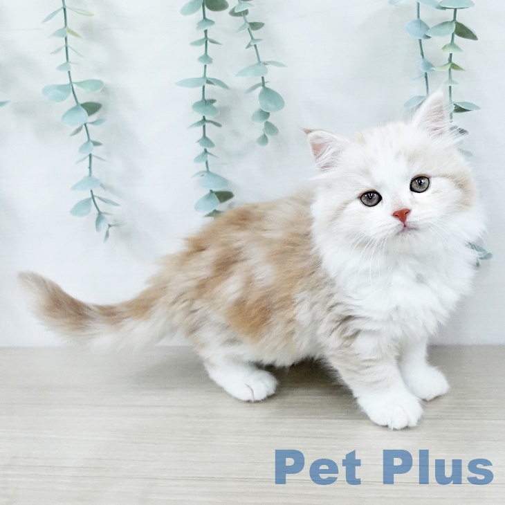 スコティッシュフォールドの写真2