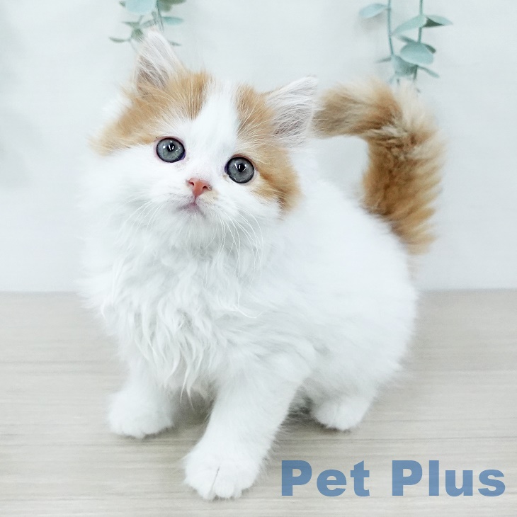 スコティッシュフォールド