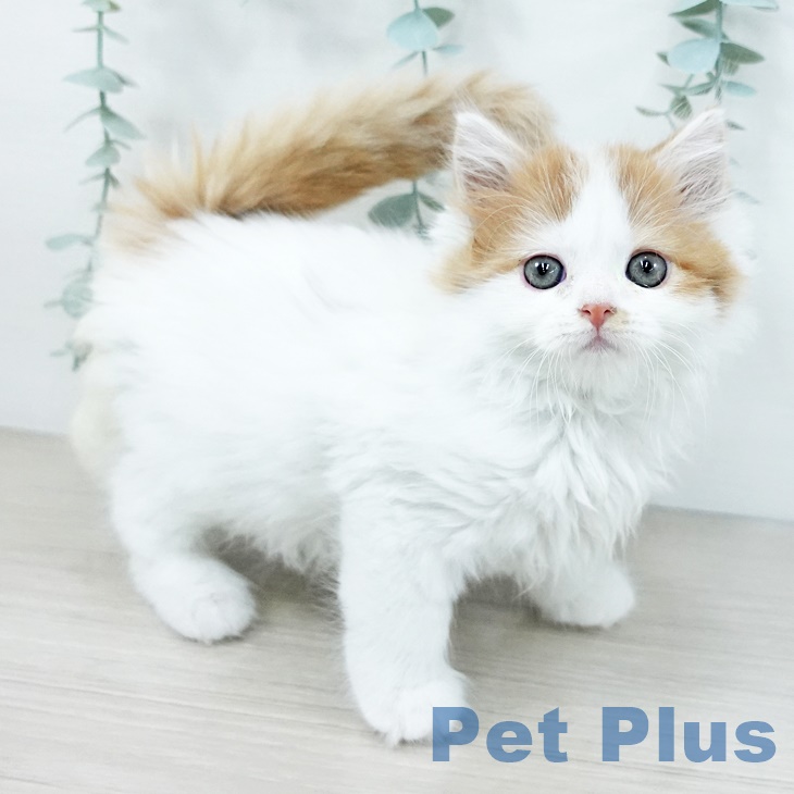 スコティッシュフォールド