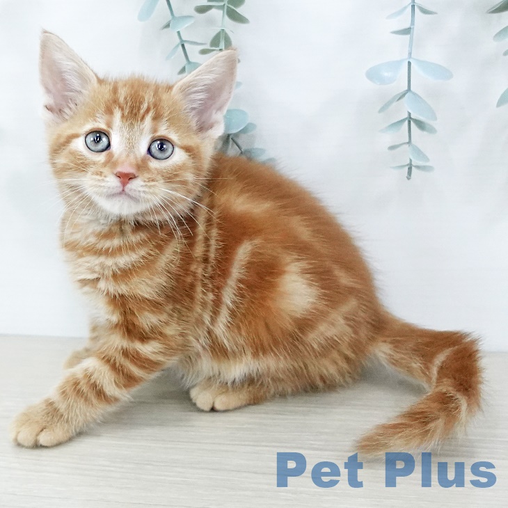 福島県のアメリカンショートヘアー (ペットプラス 福島店/2025年9月4日生まれ/男の子/レッドタビー)の子猫の1枚目の画像
