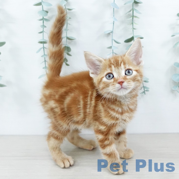 福島県のアメリカンショートヘアー (ペットプラス 福島店/2025年9月4日生まれ/男の子/レッドタビー)の子猫の2枚目の画像