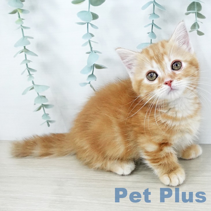 東京都のマンチカン (ペッツワン 青梅インター店/2025年8月31日生まれ/男の子/レッドタビー)の子猫の1枚目の画像