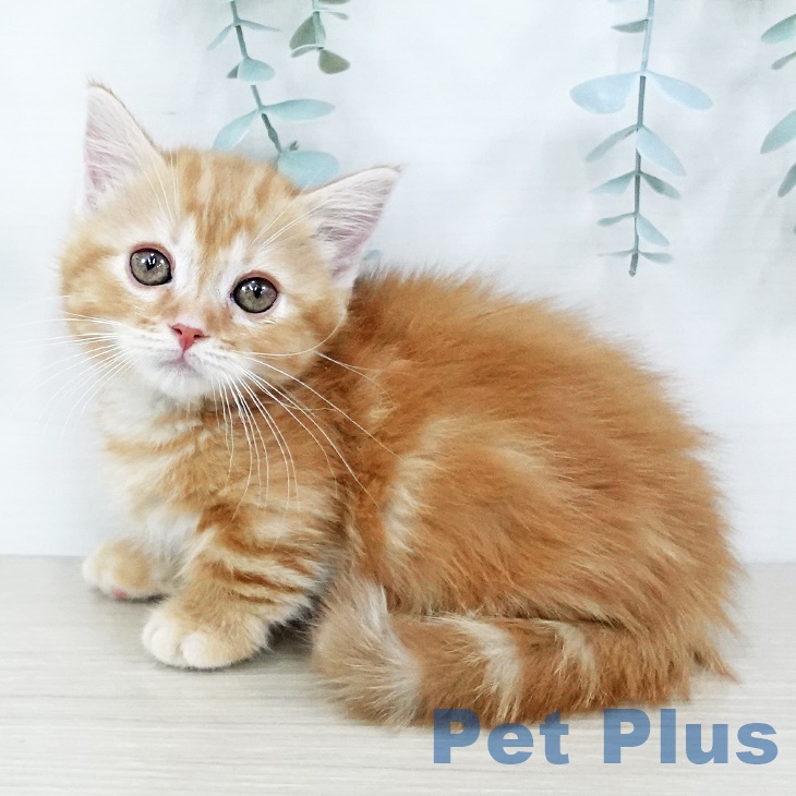 東京都のマンチカン (ペッツワン 青梅インター店/2025年8月31日生まれ/男の子/レッドタビー)の子猫の2枚目の画像