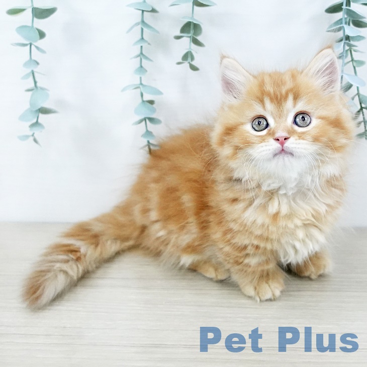 宮城県のマンチカン (ペットプラス 名取店/2025年8月30日生まれ/男の子/レッドタビー)の子猫の1枚目の画像