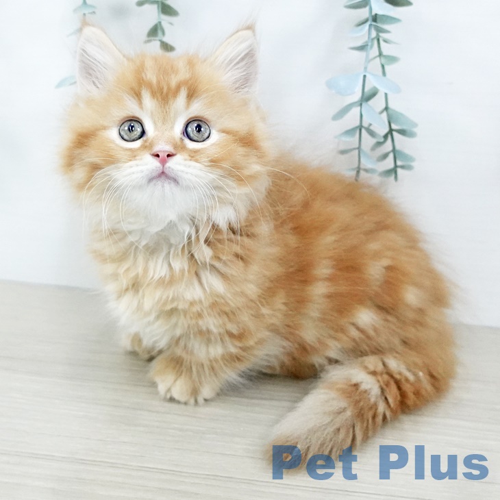 宮城県のマンチカン (ペットプラス 名取店/2025年8月30日生まれ/男の子/レッドタビー)の子猫の2枚目の画像