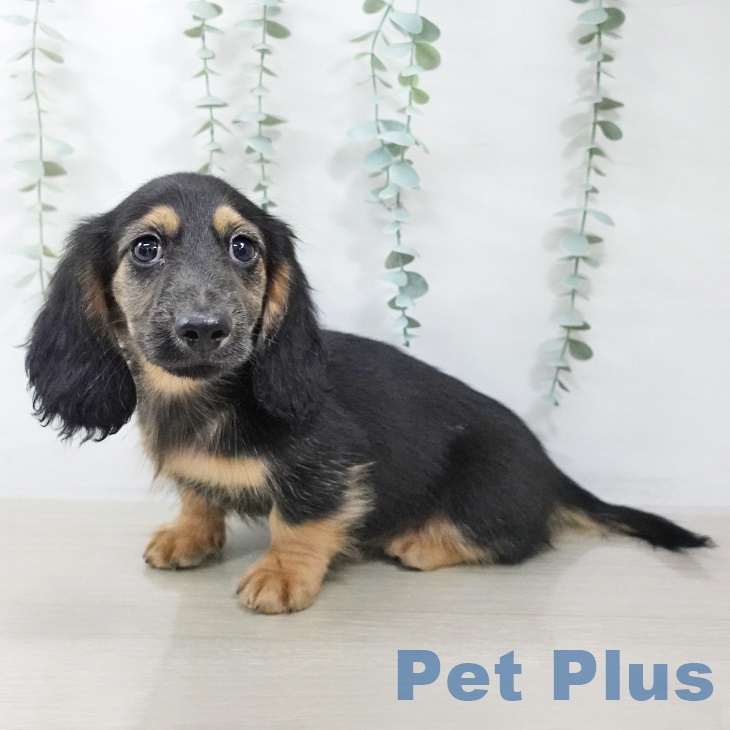 長野県のミニチュアダックスフンド(ロング) (ペットプラス 長野店/2025年9月2日生まれ/男の子/ブラックタン)の子犬の1枚目の画像