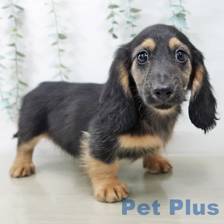 長野県のミニチュアダックスフンド(ロング) (ペットプラス 長野店/2025年9月2日生まれ/男の子/ブラックタン)の子犬の2枚目の画像