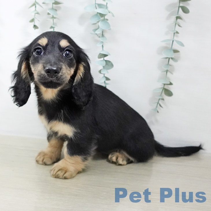 山形県のミニチュアダックスフンド(ロング) (ペットプラス 天童店/2025年9月2日生まれ/女の子/ブラックイエロー)の子犬の1枚目の画像