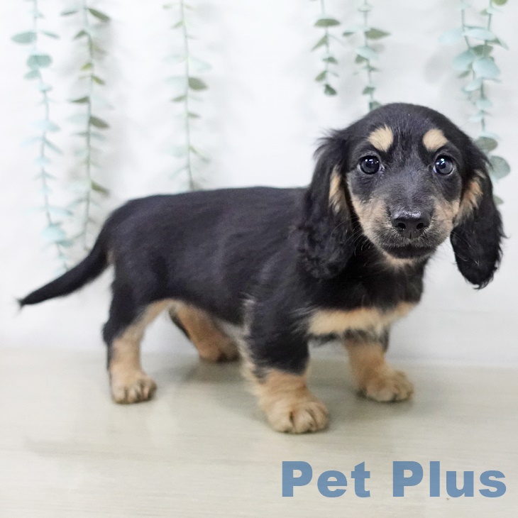 山形県のミニチュアダックスフンド(ロング) (ペットプラス 天童店/2025年9月2日生まれ/女の子/ブラックイエロー)の子犬の2枚目の画像