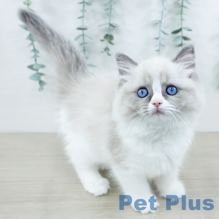 東京都のラグドール (ペットプラス アクアシティお台場店/2025年8月25日生まれ/女の子/ブルーポイントバイカラー)の子猫の1枚目の画像
