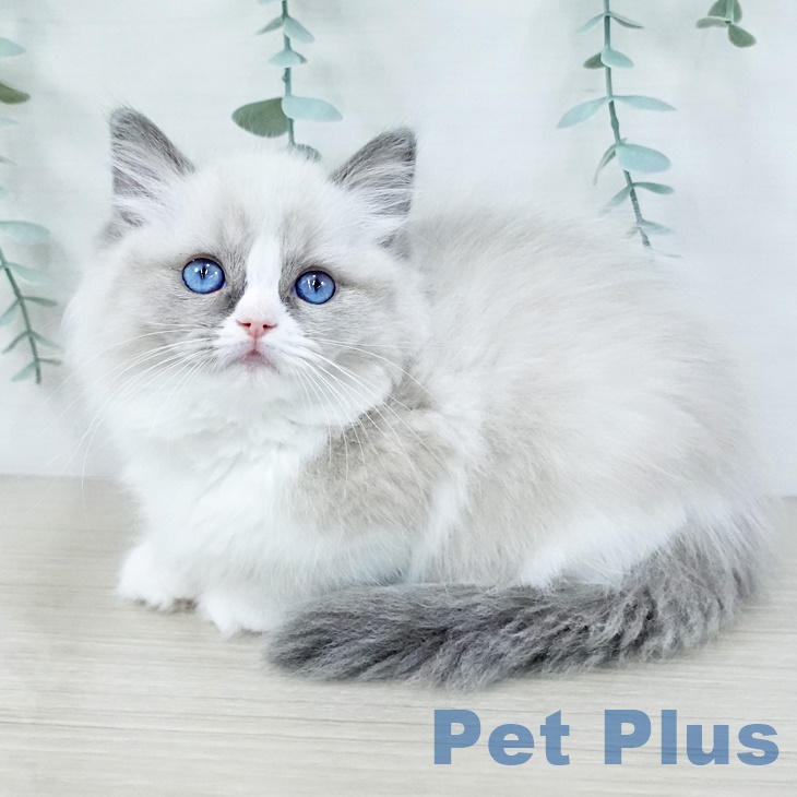 東京都のラグドール (ペットプラス アクアシティお台場店/2025年8月25日生まれ/女の子/ブルーポイントバイカラー)の子猫の2枚目の画像