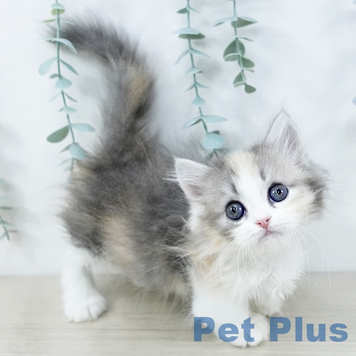 マンチカンの写真2