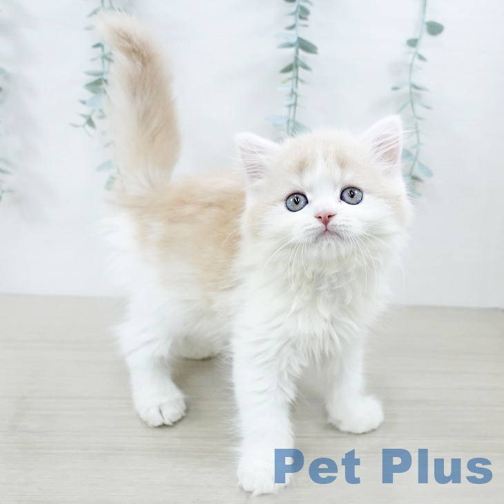 スコティッシュフォールド