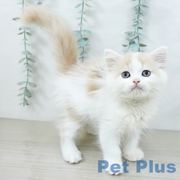 スコティッシュフォールド