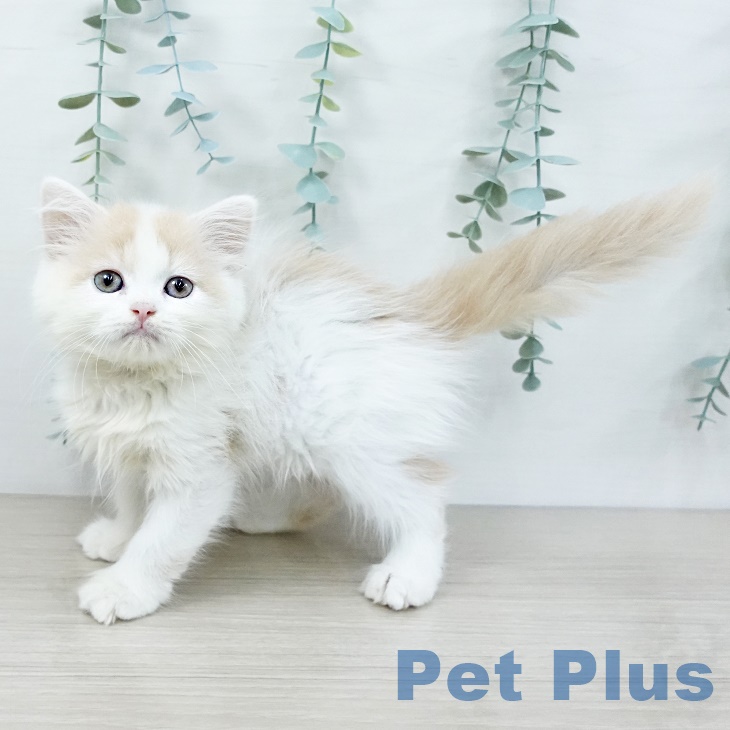 スコティッシュフォールド