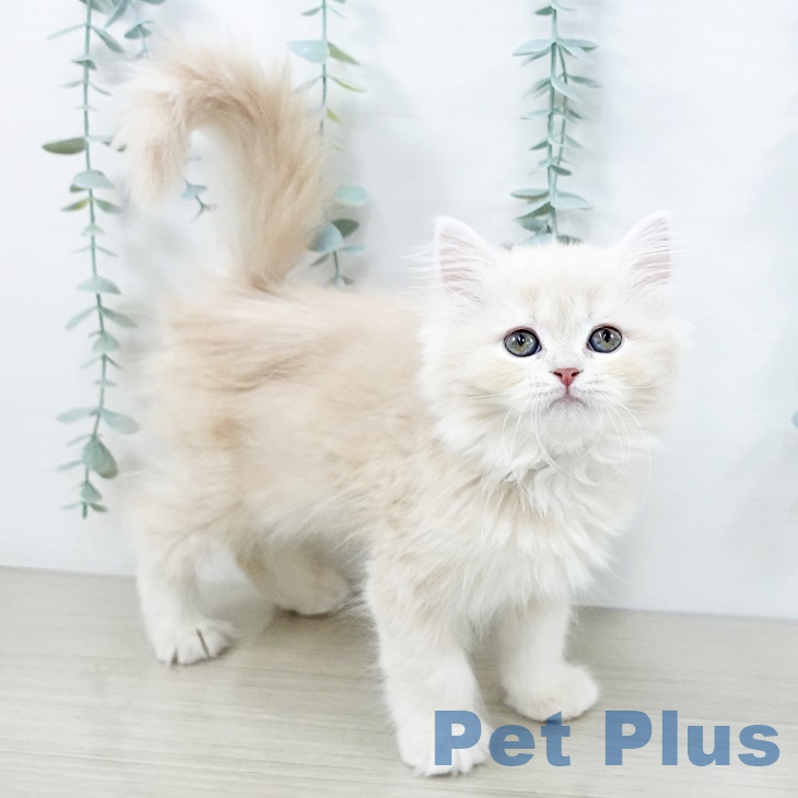 神奈川県のスコティッシュフォールド (ペットプラス ゆめが丘ソラトス店/2025年9月2日生まれ/女の子/クリームタビー)の子猫の1枚目の画像