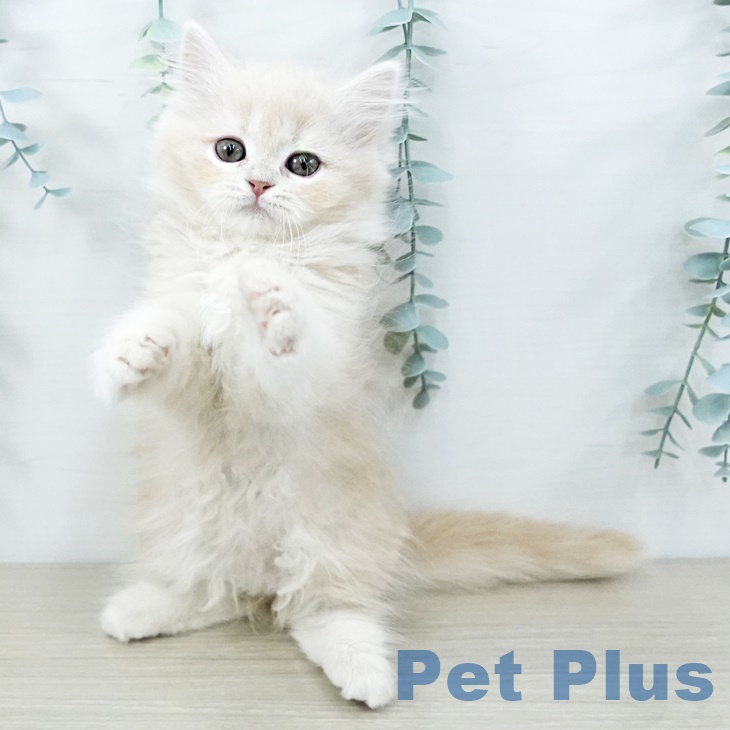 神奈川県のスコティッシュフォールド (ペットプラス ゆめが丘ソラトス店/2025年9月2日生まれ/女の子/クリームタビー)の子猫の2枚目の画像
