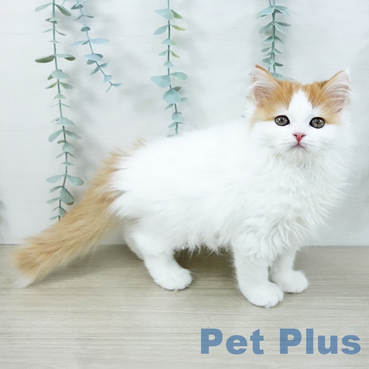 スコティッシュフォールドの写真2