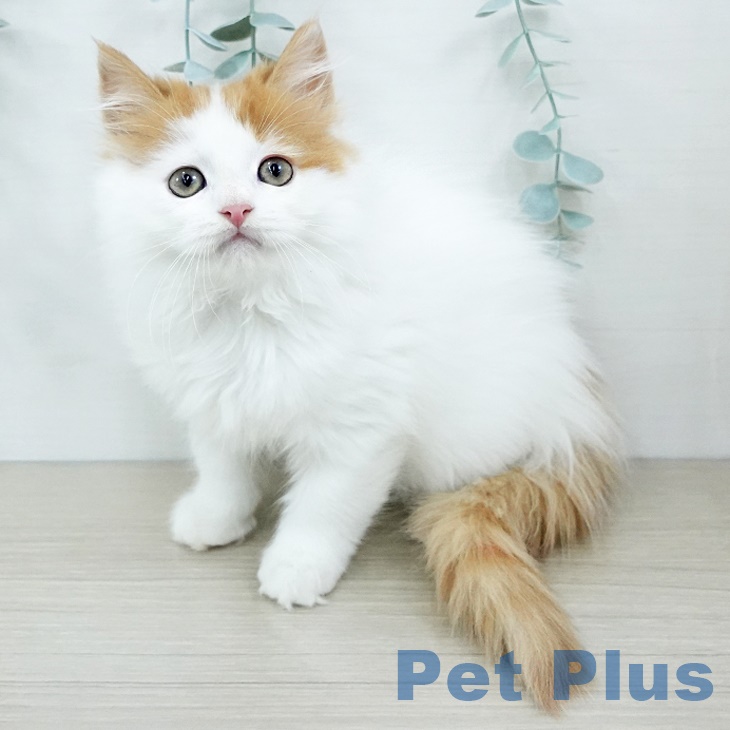 スコティッシュフォールドの写真2