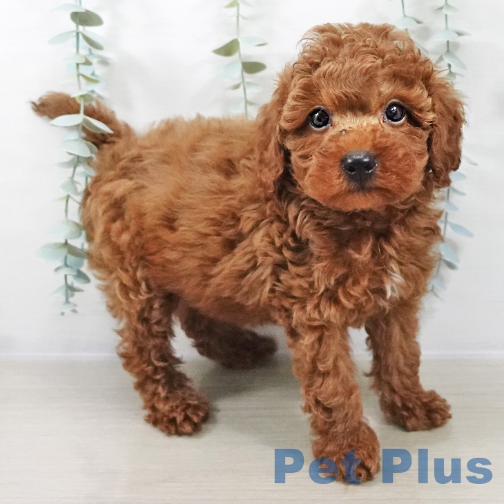 長野県のトイプードル(トイ) (ペットプラス 長野店/2025年9月4日生まれ/男の子/レッド)の子犬の1枚目の画像