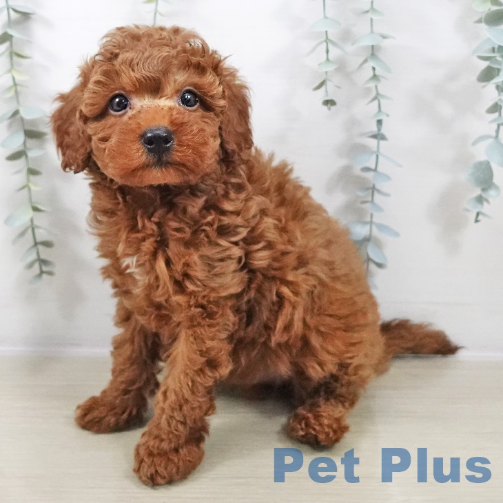 長野県のトイプードル(トイ) (ペットプラス 長野店/2025年9月4日生まれ/男の子/レッド)の子犬の2枚目の画像