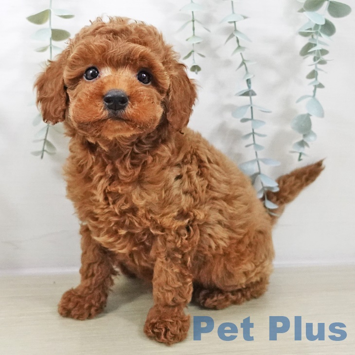 神奈川県のトイプードル(トイ) (ペットプラス 天王町店/2025年9月4日生まれ/男の子/レッド)の子犬の1枚目の画像