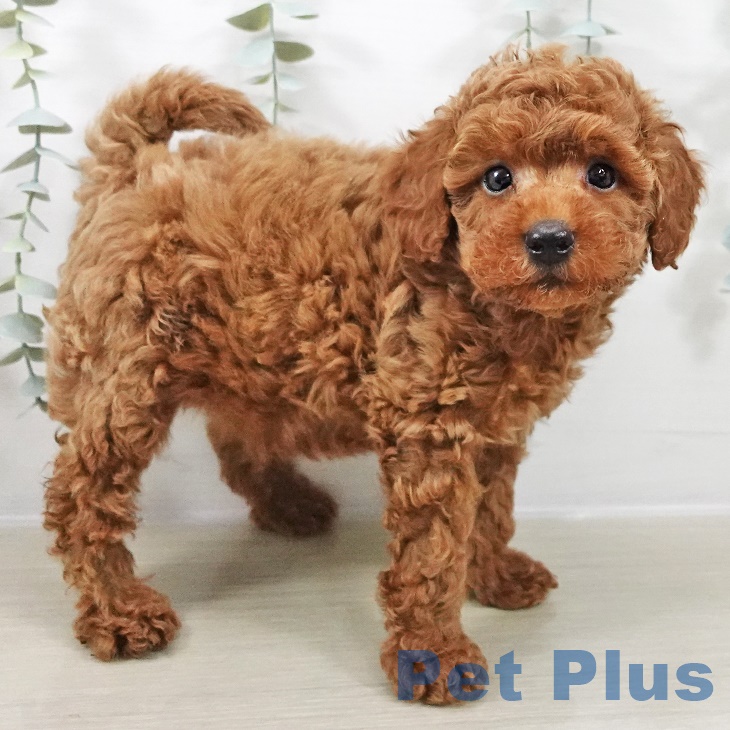 神奈川県のトイプードル(トイ) (ペットプラス 天王町店/2025年9月4日生まれ/男の子/レッド)の子犬の2枚目の画像