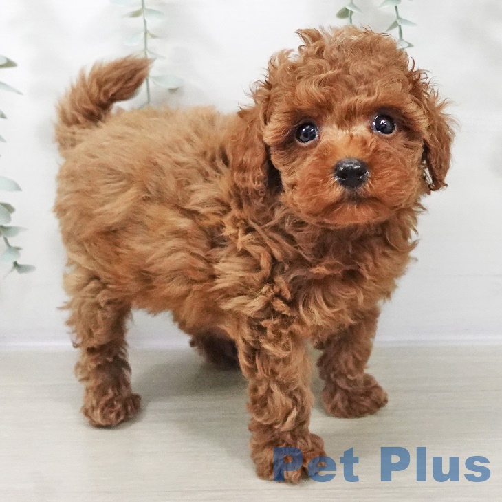 福島県のトイプードル(トイ) (ペットプラス 福島店/2025年9月4日生まれ/男の子/レッド)の子犬の1枚目の画像