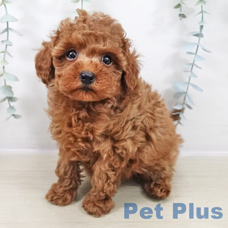 福島県のトイプードル(トイ) (ペットプラス 福島店/2025年9月4日生まれ/男の子/レッド)の子犬の2枚目の画像