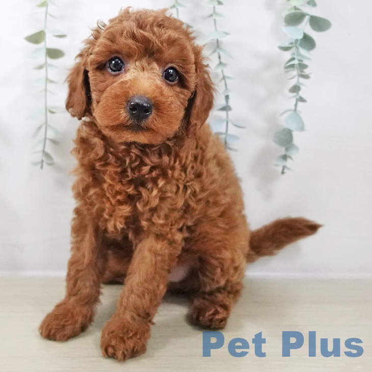 神奈川県のトイプードル(トイ) (ペットプラス 座間店/2025年9月4日生まれ/女の子/レッド)の子犬の1枚目の画像