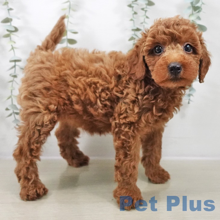 神奈川県のトイプードル(トイ) (ペットプラス 座間店/2025年9月4日生まれ/女の子/レッド)の子犬の2枚目の画像